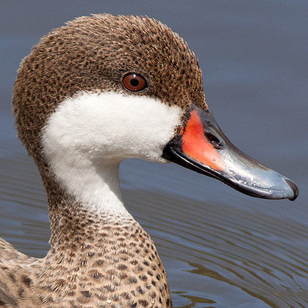 White cheeked Pintail (Anas bahamensis)