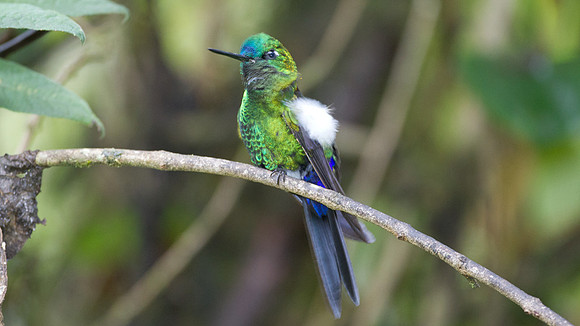 Sapphire-vented Puffleg (Eriocnemis luciani)