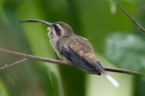 Long-tailed Hermit (Phaethornis superciliosus)