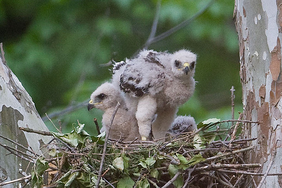 Red-shouldered Hawk (Buteo lineatus) juvenile