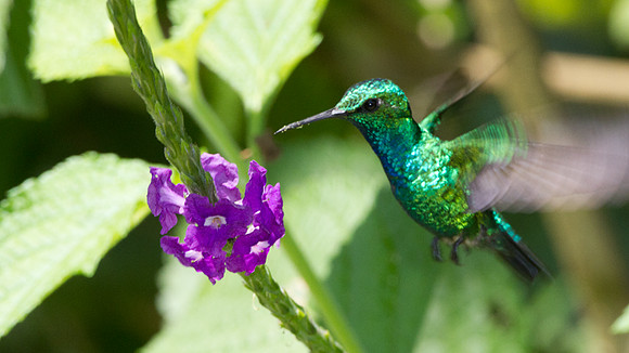 Blue-tailed Emerald (Chlorostilbon mellisugus)