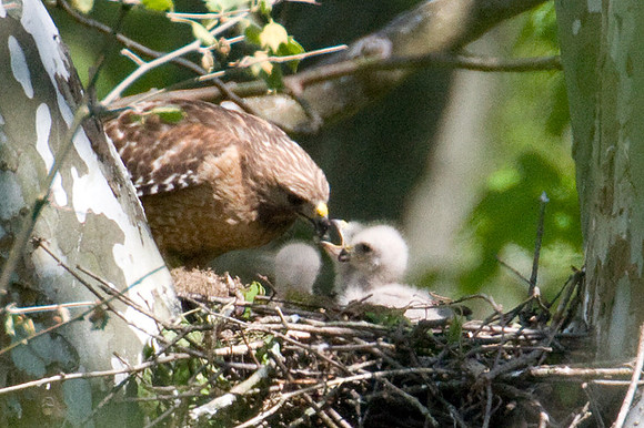 Red-shouldered Hawk (Buteo lineatus) adult and juvenile