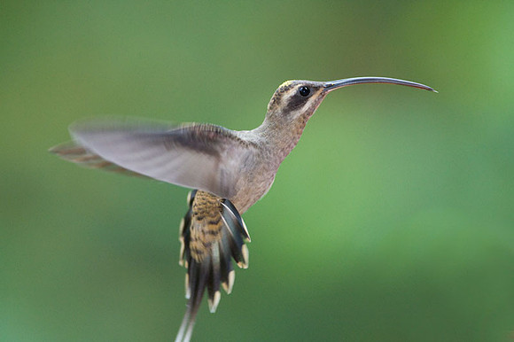 Long-tailed Hermit (Phaethornis superciliosus)
