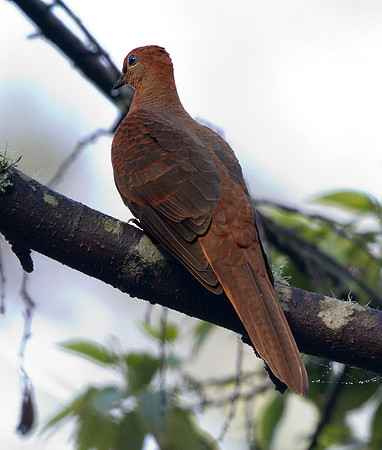 Ruddy cuckoo-dove (Macropygia emiliana)