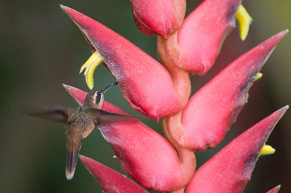 Stripe-throated Hermit (Phaethornis striigularis)