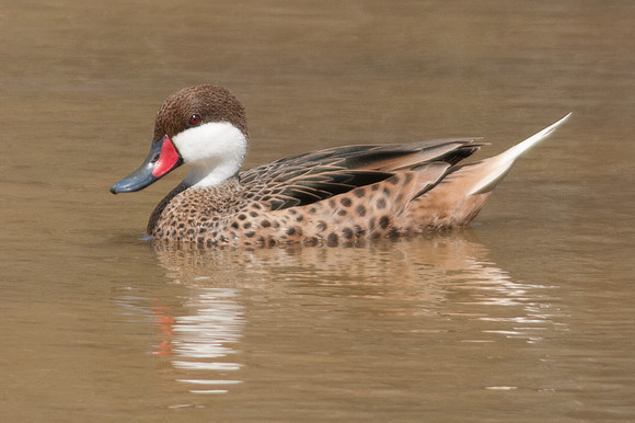 White-cheeked Pintail (Anas bahamensis)