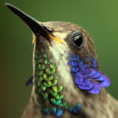 Brown Violetear (Colibri delphinae)