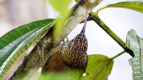 Montane Woodcreeper (Lepidocolaptes lacrymiger)