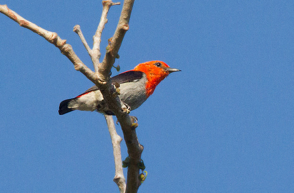 Scarlet-headed flowerpecker (Dicaeum trochileum)