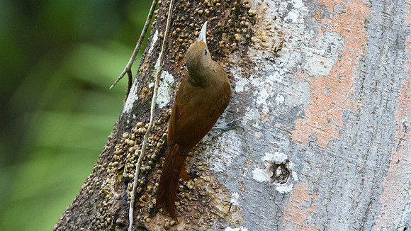 Cinnamon-throated Woodcreeper (Dendrexetastes rufigula)