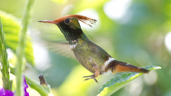 Rufous-Crested Coquette (Lophornis delattrei) - male