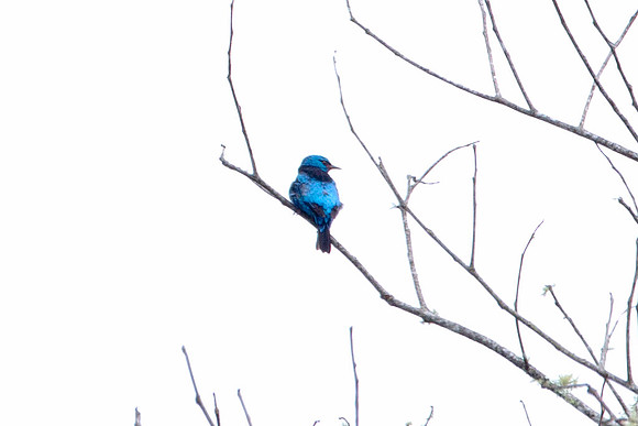 Blue Dacnis (Dacnis cayana)