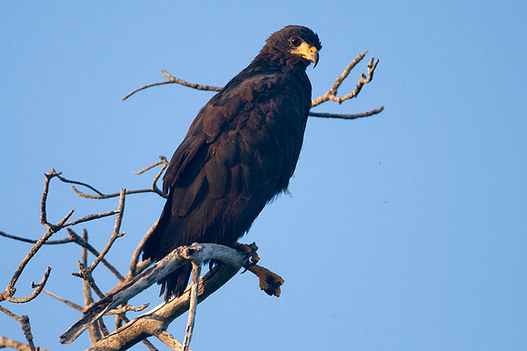Common Black Hawk (Buteogallus anthracinus) young