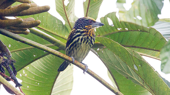 Gilded Barbet (Capito auratus)