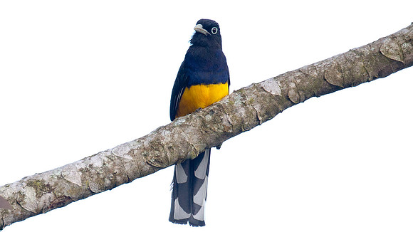 Amazonian White-tailed Trogon (Trogon viridis)