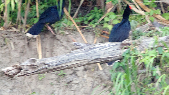 Razor-billed Curassow (Mitu tuberosum)