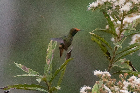 Rufous-Crested Coquette (Lophornis delattrei) female