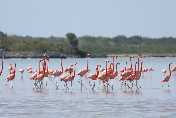 Greater Flamingo (Phoenicopterus roseus)