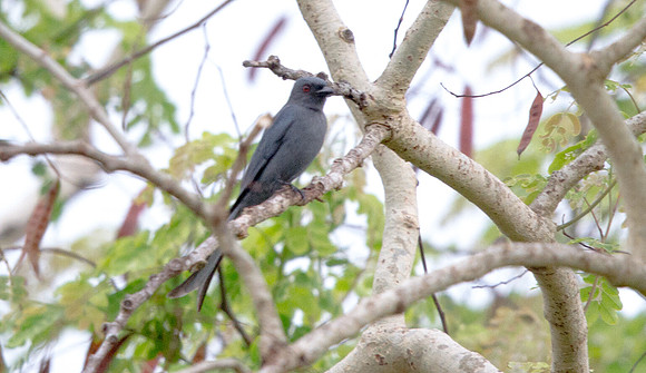 Ashy drongo (Dicrurus leucophaeus)