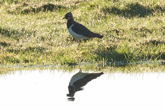 Northern Lapwing (Vanellus vanellus)