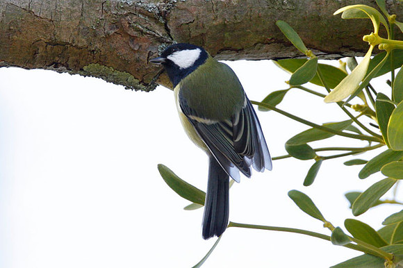 Great Tit (Parus major) male