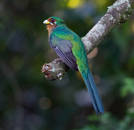 Narina Trogon (Apaloderma narina)