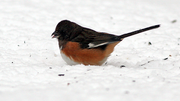Eastern Towhee (Pipilo erythrophthalmus)