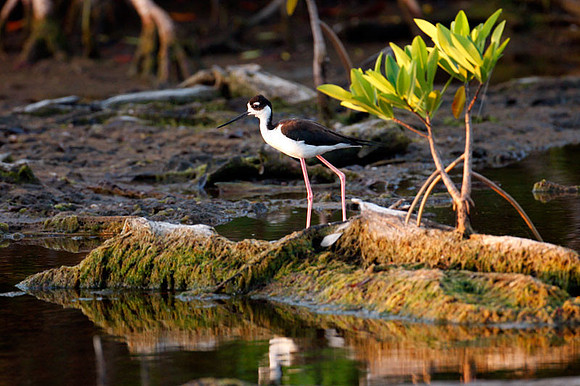 Black-necked Stilt (Himantopus mexicanus)
