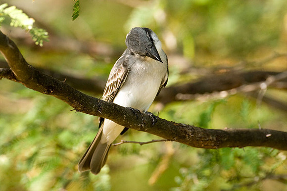 Gray Kingbird (Tyrannus dominicensis)