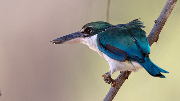 Collared kingfisher (Todiramphus chloris)