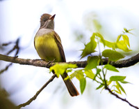 Great crested flycatcher (Myiarchus crinitus)