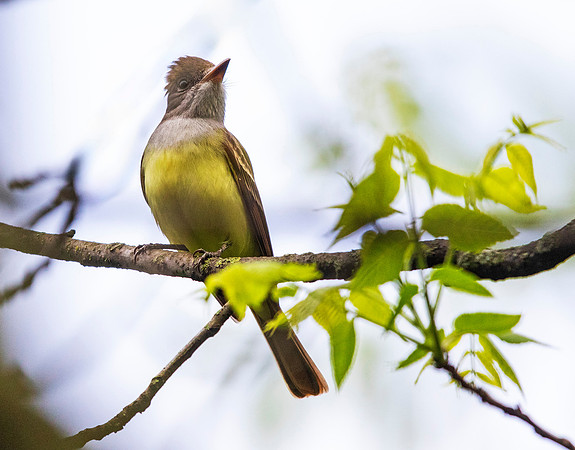 Great crested flycatcher (Myiarchus crinitus)