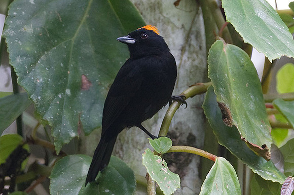 Tawny-crested Tanager (Tachyphonus delatrii)