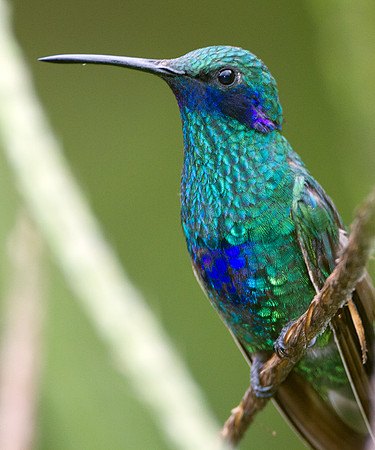 Sparkling Violetear (Colibri coruscans)