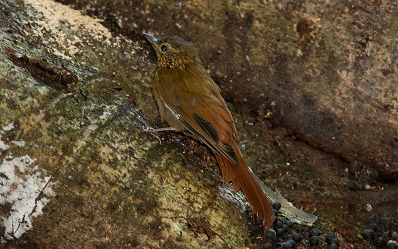 Wedge-billed Woodcreeper (Glyphorynchus spirurus)