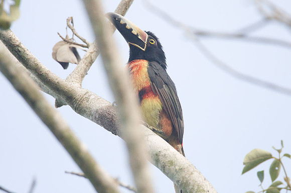Collared Aracari (Pteroglossus torquatus)