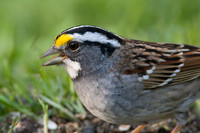 White-throated Sparrow (Zonotrichia albicollis)