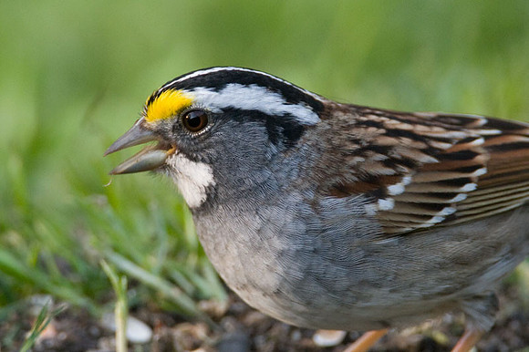 White-throated Sparrow (Zonotrichia albicollis)