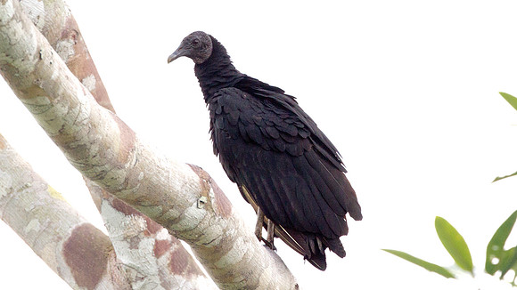 Black Vulture (Coragyps atratus)