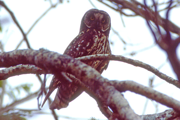 Galapagos Short-eared Owl