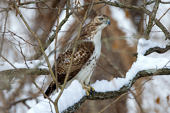 Red-shouldered Hawk (Buteo lineatus) juvenile