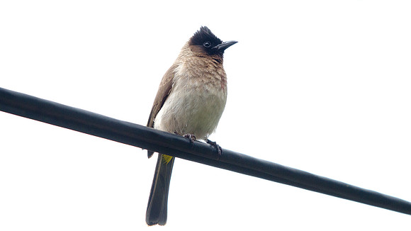 Dark-capped Bulbul (Pycnonotus tricolor)