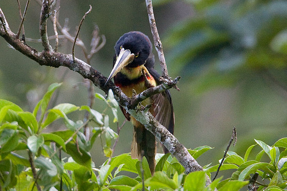 Collared Aracari (Pteroglossus torquatus)
