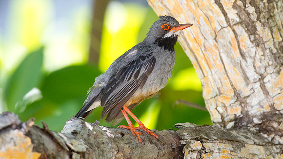Red-legged Thrush (Turdus plumbeus)
