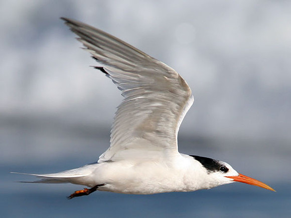 Elegant Tern (Thalasseus elegans)