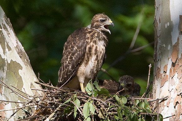 Red-shouldered Hawk (Buteo lineatus) juvenile