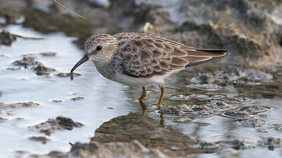 Least Sandpiper (Calidris minutilla)