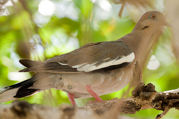 White-winged Dove (Zenaida asiatica)