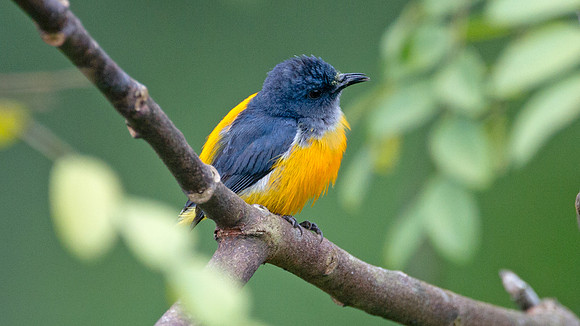 Orange-bellied Flowerpecker (Dicaeum trigonostigma) male