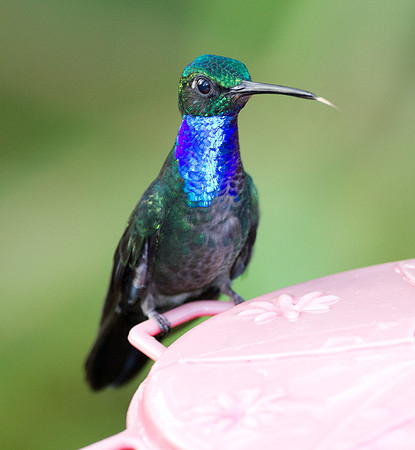 Napo Sabrewing (Campylopterus villaviscensio)